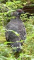 dusky grouse