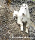 mountain goat