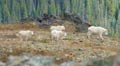 group of mountain goats