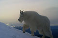 mountain goats