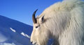 mountain goats
