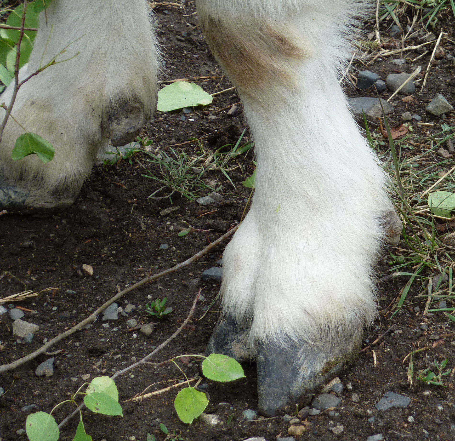 Gallery of photos and videos about mountain goats